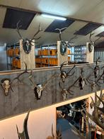 Prachtige Edelhert Geweien - Diverse Maten en Stijlen, Ophalen, Gebruikt, Hert, Gewei of Kop