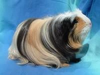 GEZOCHT 》 kortharig, Sheltie en/of Coronet Cavia zeugjes, Cavia, Vrouwelijk, Januari, Tam