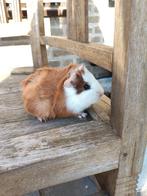 Cavia jonkies beertjes/mannen, Januari, Mannelijk, Cavia