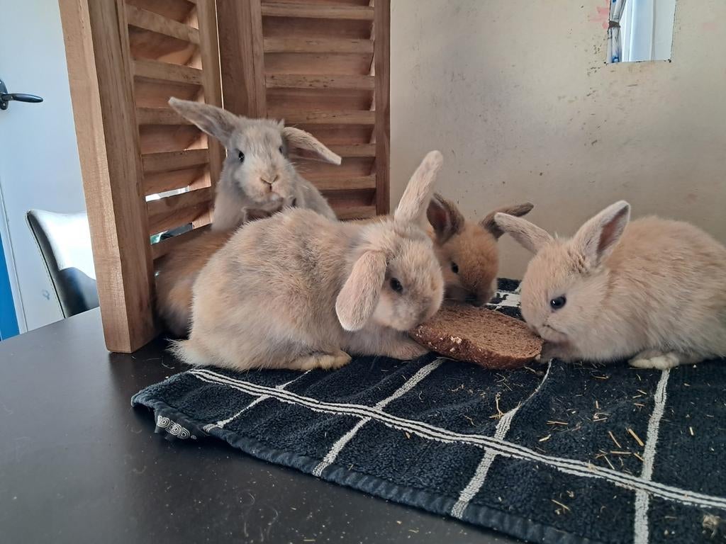 Lieve babykonijntjes te koop Nederlandse dwerghangoren. Tam, Dieren en Toebehoren, Konijnen, Meerdere dieren, Dwerg, Hangoor, 0 tot 2 jaar
