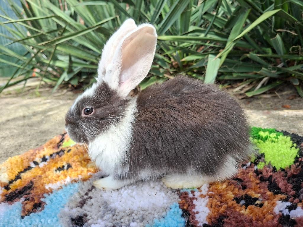 Duitse Reus, Dieren en Toebehoren, Konijnen, Vrouwelijk, Groot