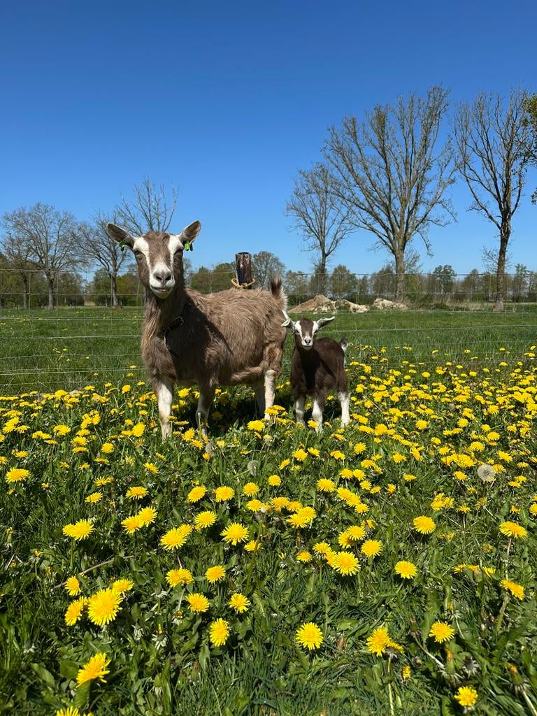 Nederlandse Toggenburger stamboekgeit met lam, Meerdere dieren, Geit