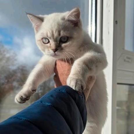 Britse korte haarkat, Dieren en Toebehoren, Katten en Kittens | Raskatten | Korthaar, Kater