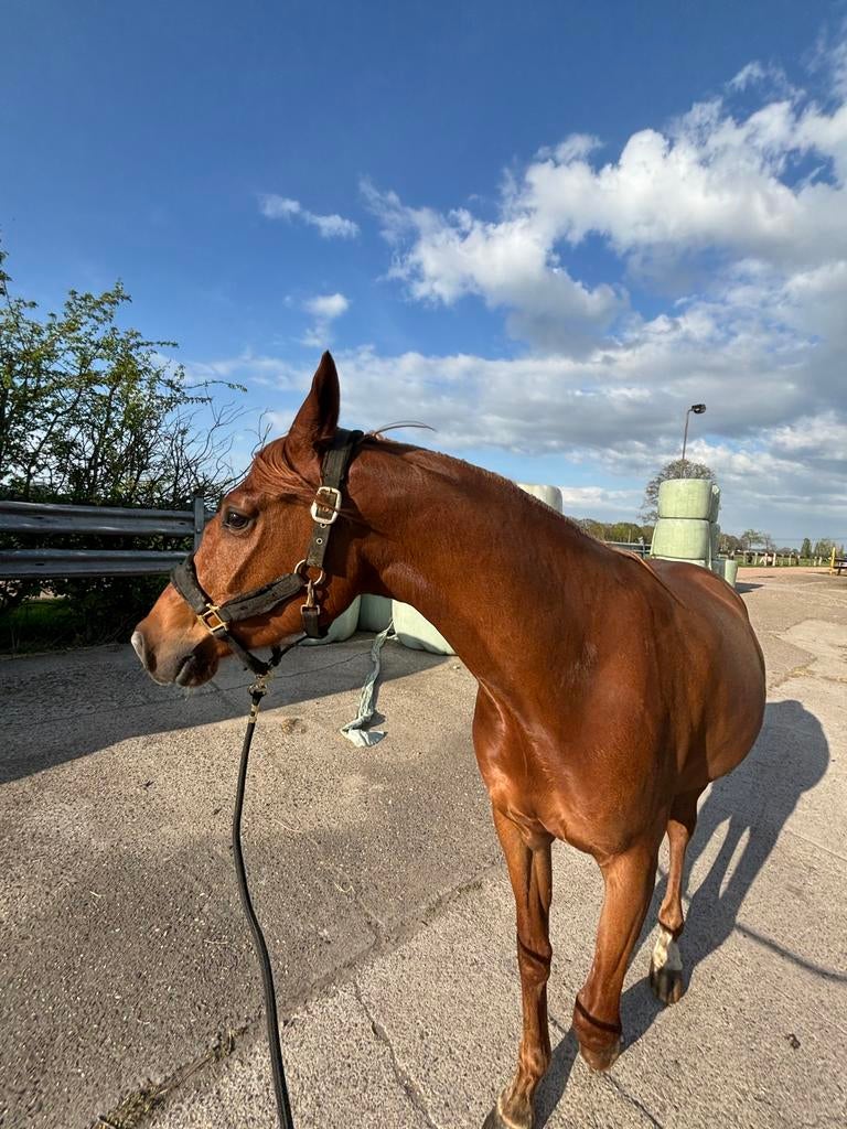 Welsh part bred met alle toebehoren, Dieren en Toebehoren, Paarden, Minder dan 160 cm, Ruin, 3 tot 6 jaar, Recreatiepaard