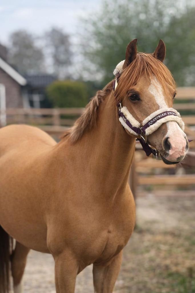 Welsh Keur merrie, C pony, mega lief!, Dieren en Toebehoren, Pony's, Merrie, Zadelmak, C pony (1.27m tot 1.37m), Recreatiepony