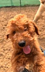 Mini labradoodle pup, Parvo, Nederland, 8 tot 15 weken, Eén hond