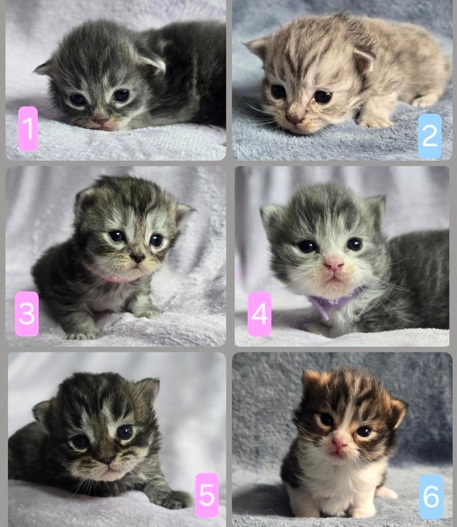 Maine coon x Pers (Langhaar) kittens