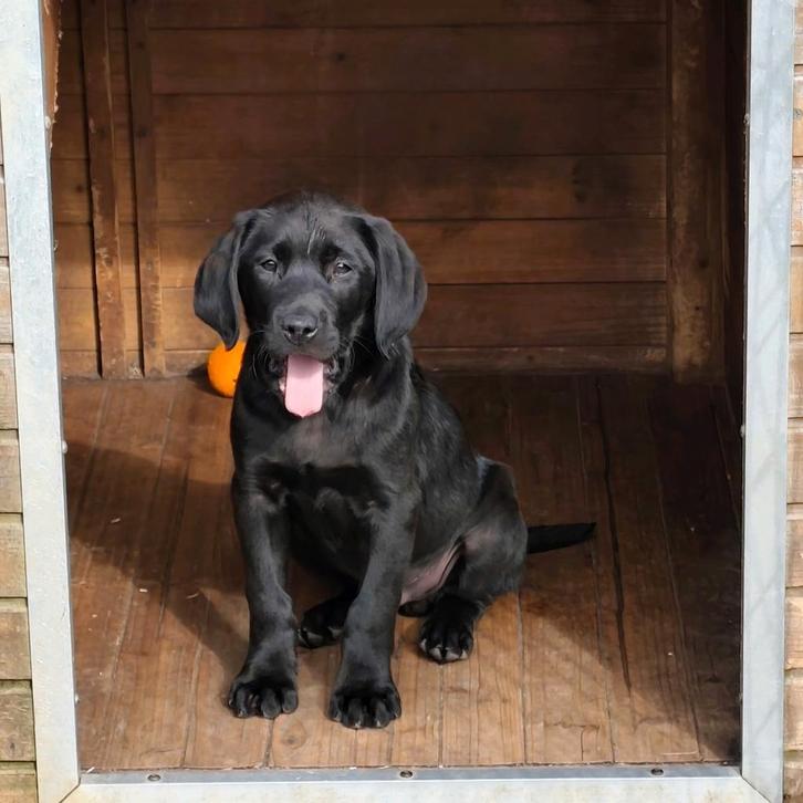 Fieldtrial labrador pups, Dieren en Toebehoren, Honden | Retrievers, Spaniëls en Waterhonden, Meerdere dieren, Labrador retriever