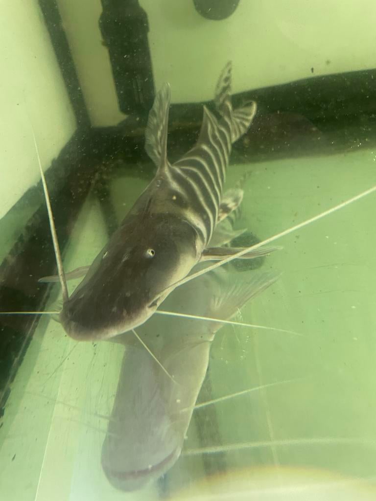 Tigrinus Catfish 35 cm, Dieren en Toebehoren, Vis