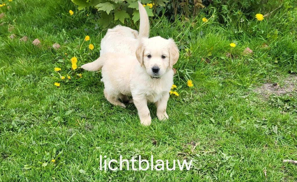Prachtige raszuivere Golden Retriever pups, Golden retriever, Parvo, 8 tot 15 weken, Meerdere