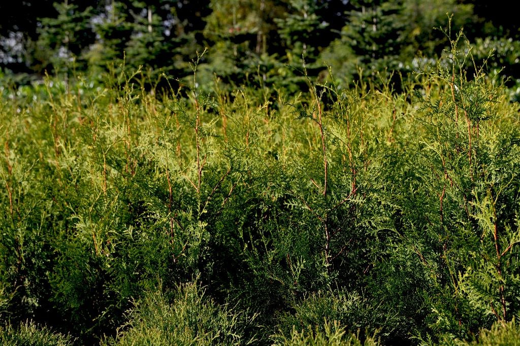 Thja brabant Thuja smaragd, Ophalen, Bloeit niet, Overige soorten, Volle zon