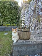 5 jaar oude gecastreerde kater (Guus), Dieren en Toebehoren, Kater