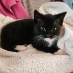Te koop kitten van 10 weken oud, Kater, Kortharig, 0 tot 2 jaar
