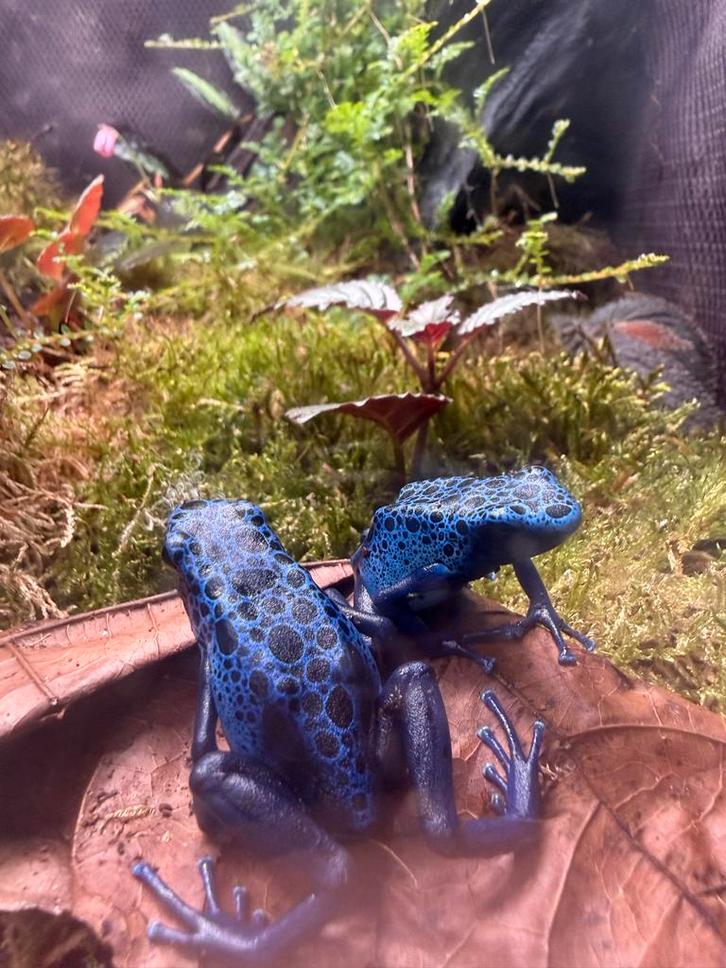 Dendrobates tinctorius azureus koppeltje