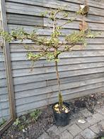 Wit bloeiend boompje, Overige soorten, 100 tot 250 cm, Zomer, Ophalen