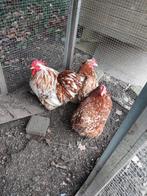 cochin kriel, Dieren en Toebehoren, Pluimvee, Meerdere dieren, Kip