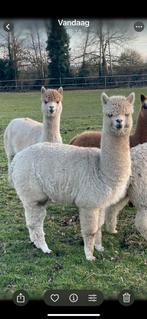 Alpaca Merrie, Dieren en Toebehoren, Augustus, Vrouwelijk