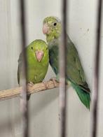 Koppel forpus, Dieren en Toebehoren, Meerdere dieren, Parkiet