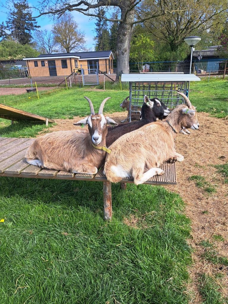 Toggenburgergeit, Vrouwelijk, Geit, 0 tot 2 jaar