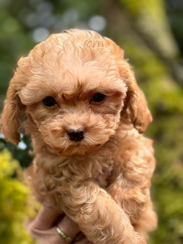 Klein type Maltipoo pups. Meerdere kleuren, Poedel, Parvo, Nederland, 8 tot 15 weken