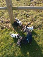Prachtige Jack Russell pups black and tan en bont, Parvo, 8 tot 15 weken, Meerdere, Meerdere dieren