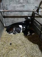 bonte geit met lam, Dieren en Toebehoren, Meerdere dieren, Geit