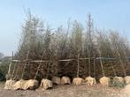 Grote partij carpinus betulus 300-400 cm 60+ stuks haagbeuk, Ophalen, Overige soorten, Halfschaduw