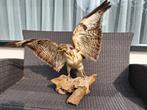 Opgezette vogel. Buizerd., Verzamelen, Dierenverzamelingen, Ophalen, Zo goed als nieuw, Vogel, Opgezet dier