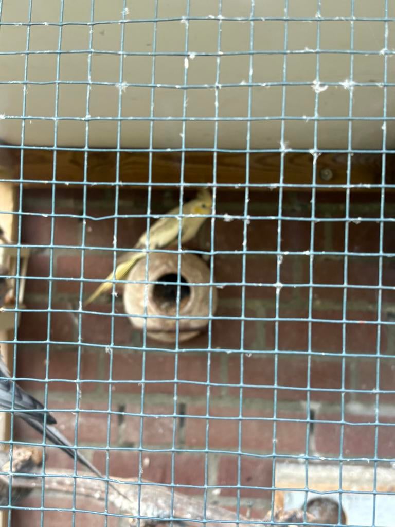 2 valkparkieten van 2025, Meerdere dieren