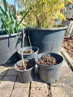 Walnoten boom stekken - 3 stuks beschikbaar, Overige soorten, Lente, Minder dan 100 cm, Ophalen