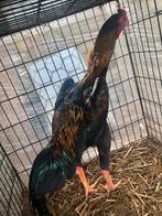 Shamo haan, Dieren en Toebehoren, Pluimvee, Mannelijk, Kip