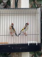 Major putter van buiten volière, Dieren en Toebehoren, Meerdere dieren, Wildzangvogel