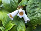 Hemiboea subcapitata – schijngloxinia, Tuin en Terras, Vaste plant, Volledige schaduw, Herfst, Ophalen