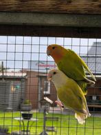 Roseicollie, Vrouwelijk, Parkiet