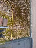 Betonijzer - Bouwstaalmat (5mm maas 10cm, 250x150cm), Ophalen, Nieuw, Minder dan 10 meter, Raster