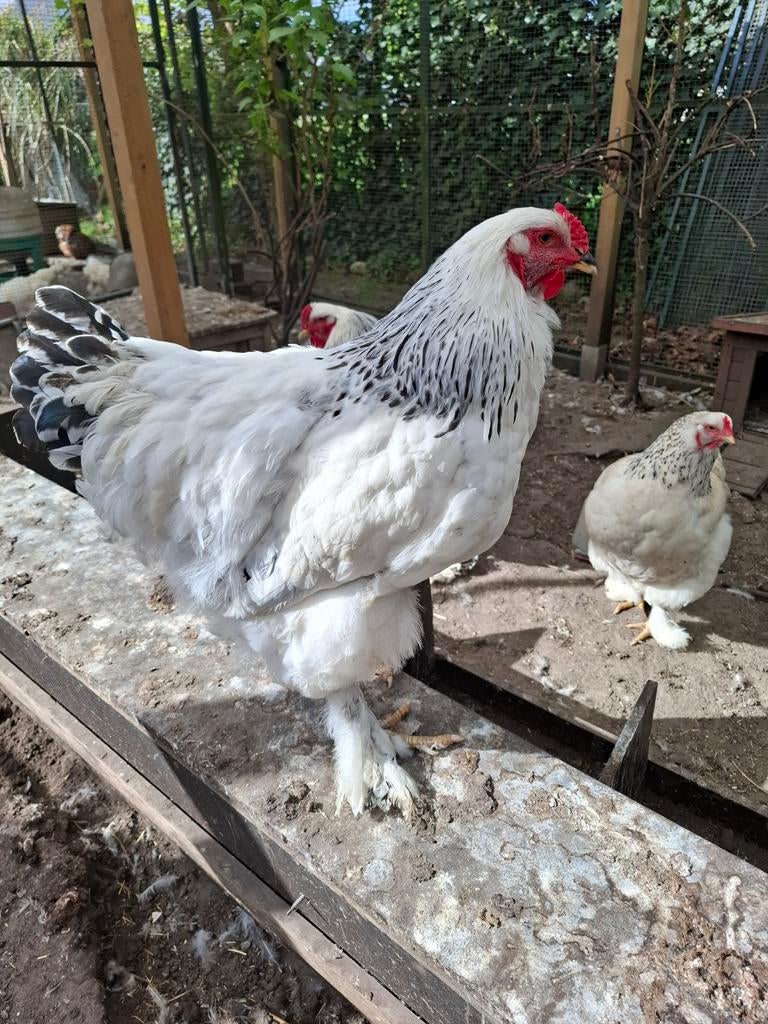 Koppel brahma columbia, Dieren en Toebehoren, Pluimvee, Meerdere dieren, Kip