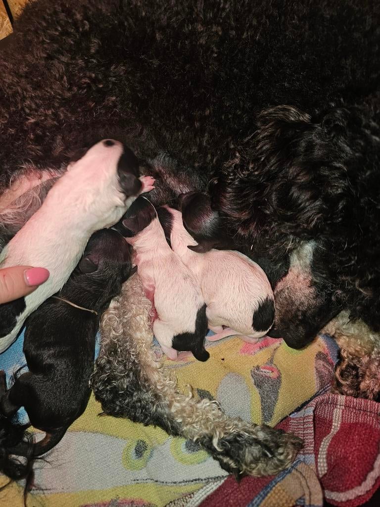 Toy/dwergpoedelpups, Dieren en Toebehoren, Poedel, België, Particulier, 8 tot 15 weken