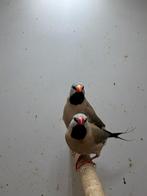 Twee Spitsstaartamadine, Dieren en Toebehoren, Mannelijk