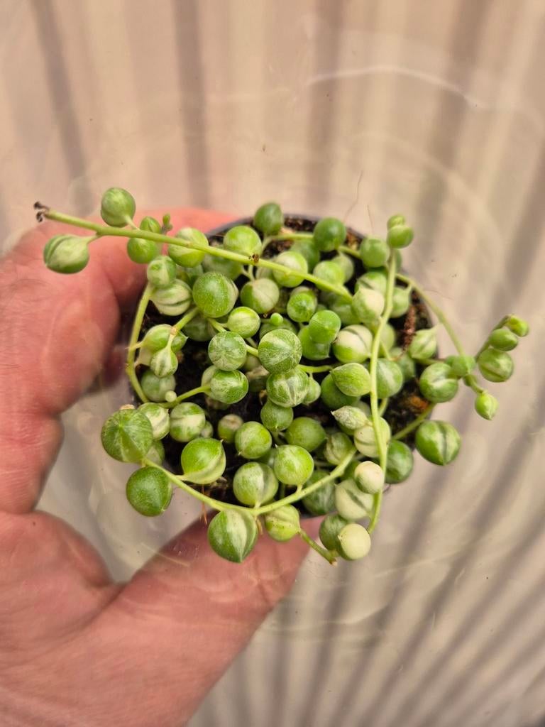 Senecio rowleyanus Variegata p6, Ophalen of Verzenden, Halfschaduw, Minder dan 100 cm