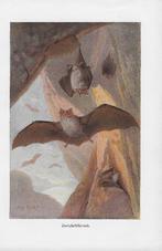 3 VOOR €5 Antieke prenten gemaakt rond 1912, Natuur, Gebruikt, Ophalen of Verzenden, Voor 1940