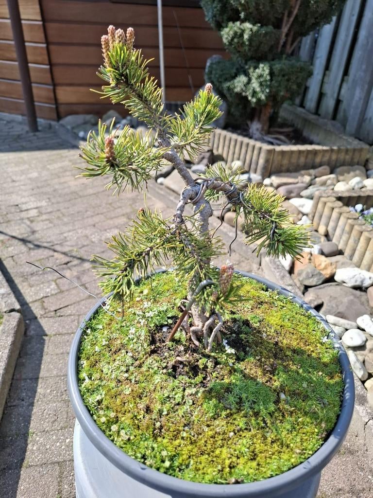 Pre Bonsai Pinus, Tuin en Terras, Planten | Bomen, Ophalen