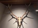 Indrukwekkend Herten Gewei - 12 Ender, Ophalen, Gebruikt, Hert, Gewei of Kop