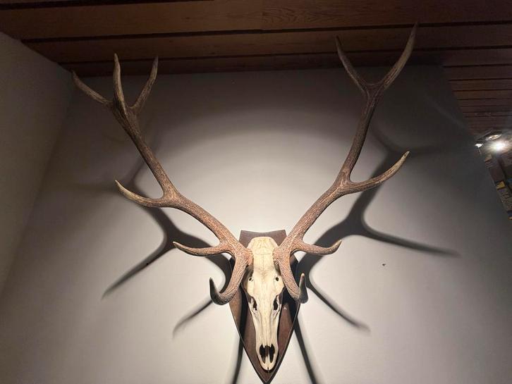 Indrukwekkend Herten Gewei - 12 Ender, Verzamelen, Dierenverzamelingen, Gebruikt, Gewei of Kop, Hert, Ophalen