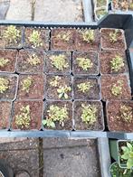 Verbena bonariensis in p9 pot 4 voor € 5, Volle zon, Vaste plant, Zomer, Ophalen