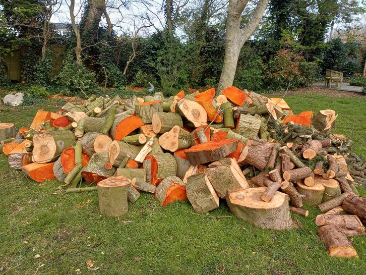 Vers gekapt hout: blokken en takken, Tuin en Terras, Haardhout, Blokken, Overige houtsoorten, 6 m³ of meer, Ophalen of Verzenden