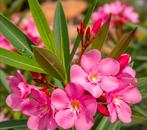 Roze Oleander - Mediterrane Schoonheid voor uw Tuin, Volle zon, Vaste plant, Zomer, Ophalen