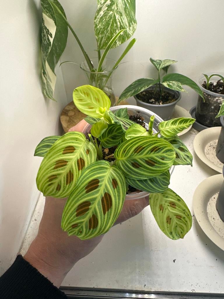 Prachtige Maranta Light Veins plant, Huis en Inrichting, Kamerplanten, Ophalen