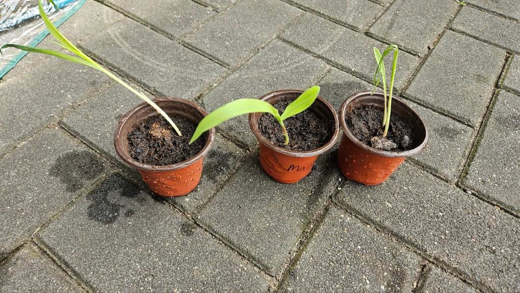 Siermais, Ophalen, Eenjarig, Groenteplanten, Volle zon