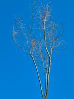 Acer palmatum 6 meter €350,=, Ophalen, Bloeit niet, Halfschaduw, Overige soorten