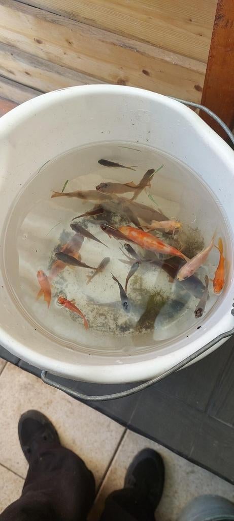 Gratis 14 goudvissen afhalen in Eindhoven.  Waren Teveel, Dieren en Toebehoren, Vissen | Vijvervissen, Goudvis(sen)